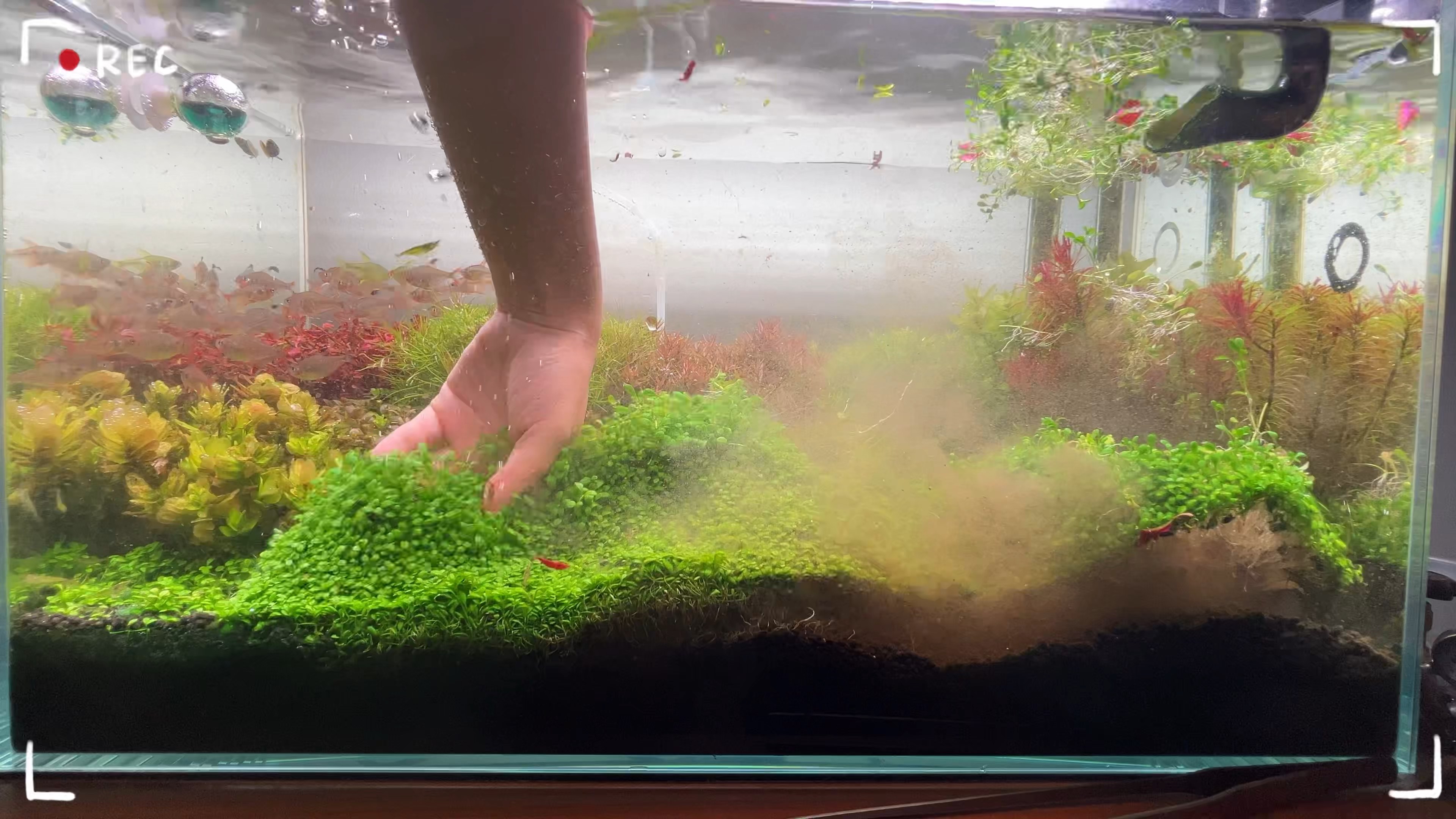 荷兰景60缸# 舒适