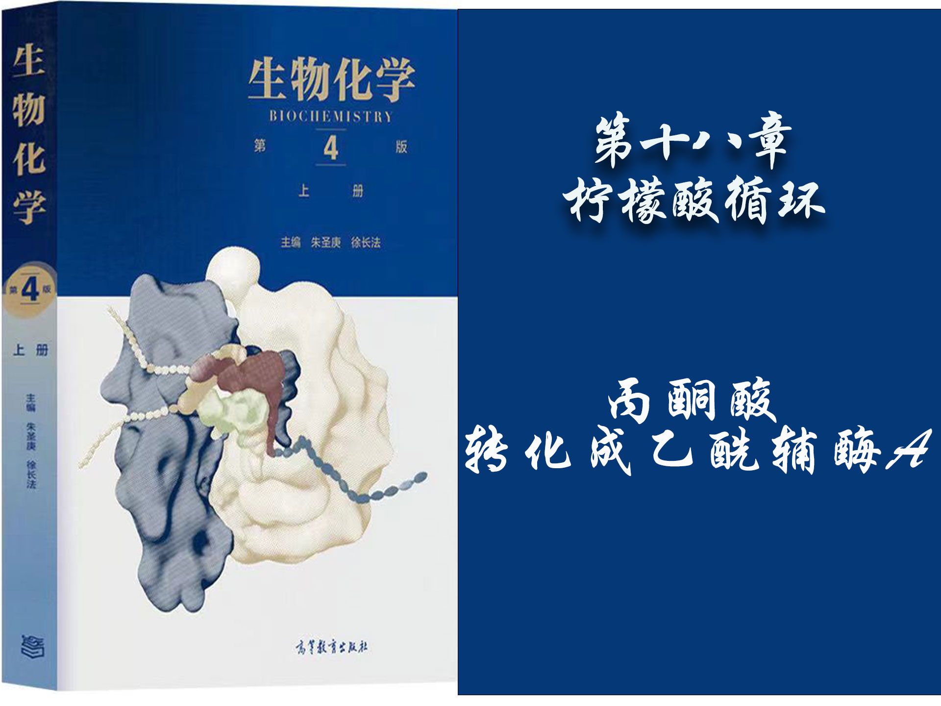 103.生物化学  第十八章—丙酮酸转化成乙酰辅酶A哔哩哔哩bilibili