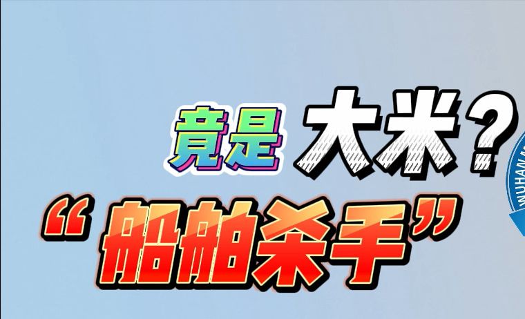 大米竟然是船舶杀手哔哩哔哩bilibili