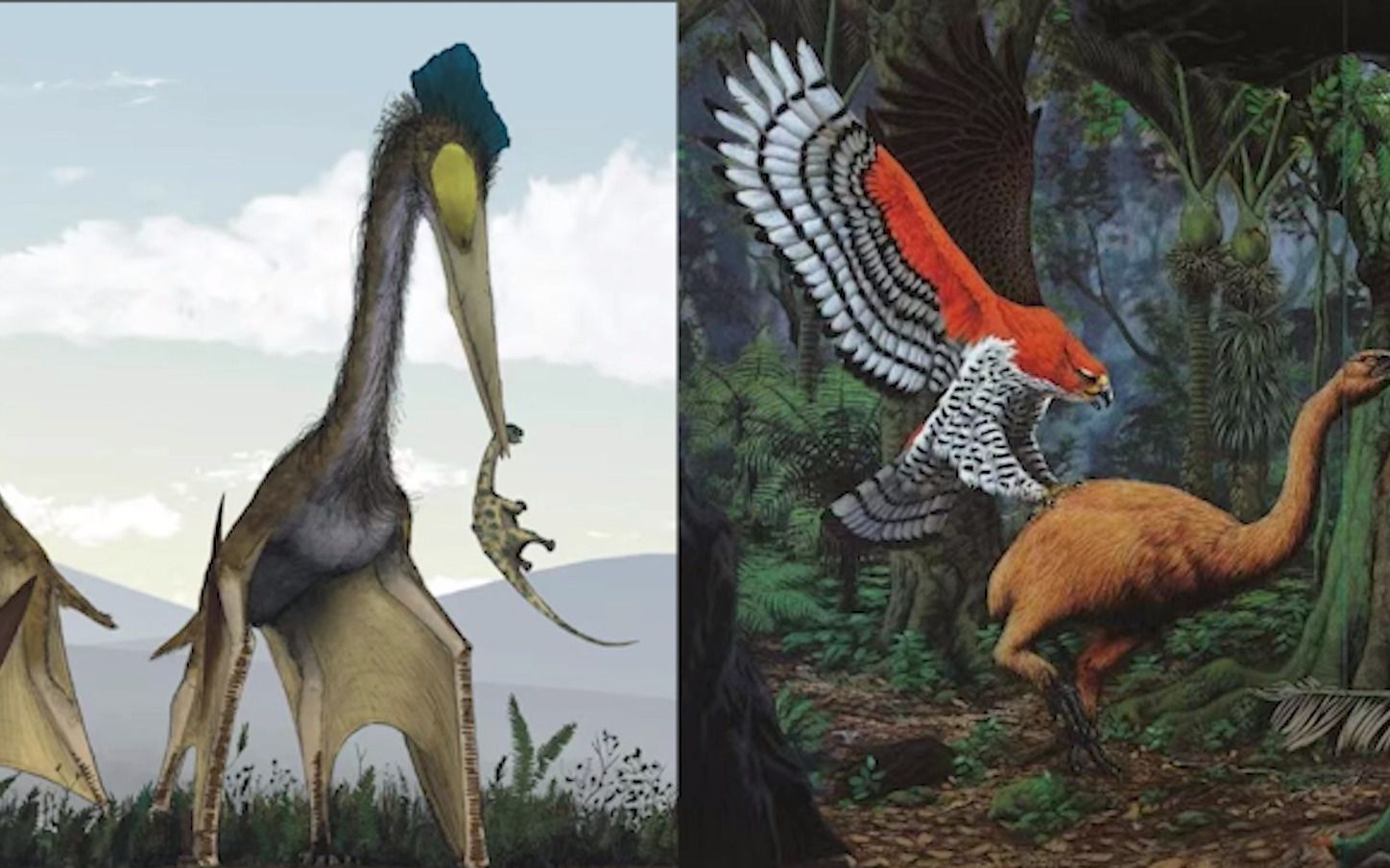 翼龙与鸟类的求同存异:为什么飞鸟不能长到翼龙那么大