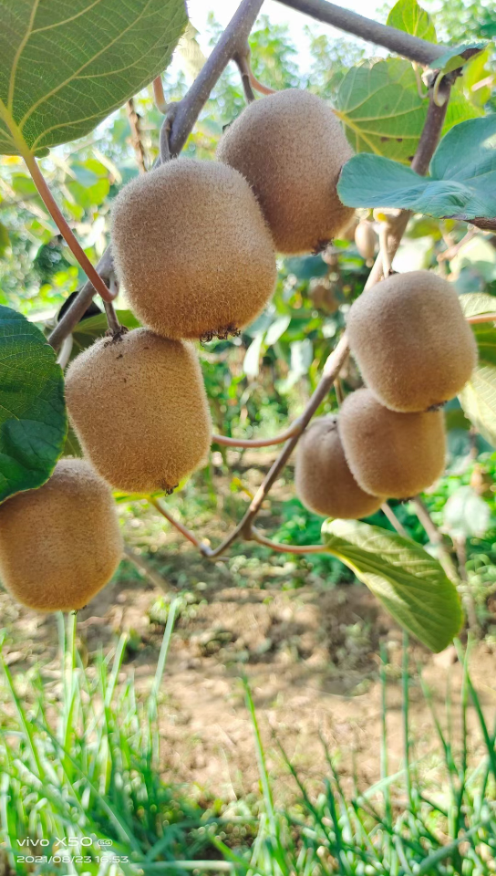 陕西猕猴桃成熟了