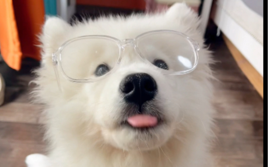 萨摩耶这高鼻梁不用来戴眼镜真的太可惜了