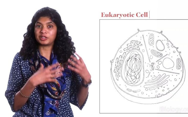 [图][iBiology] Dipti Nayak: Archaea and the Tree of Life | 古生菌 | 进化