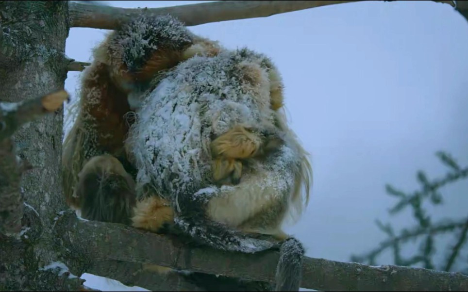 [图]如果你的世界正在下雪，一定不要忘记我们最原始的生存方式，外面世界很大，总有人愿意与你分享温暖的怀抱，共渡寒冬！