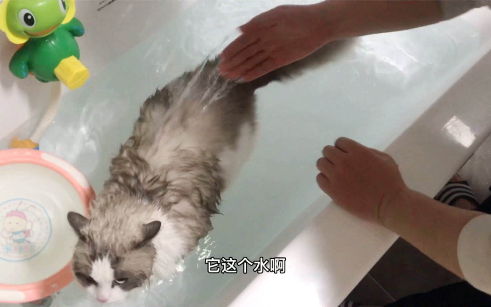 给超怕水的布偶猫洗澡/第一次在家给招娣儿洗澡心里其实特别没底