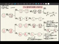 Скачать видео: 【高中生物】｜DNA复制和细胞分裂综合，细胞分裂搭配荧光标记不过如此！