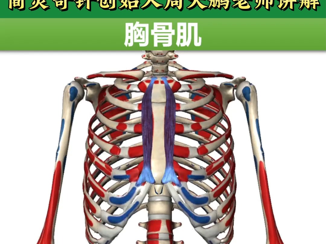 胸骨肌——4个方面全方位讲解——天下明医平台简灵奇针