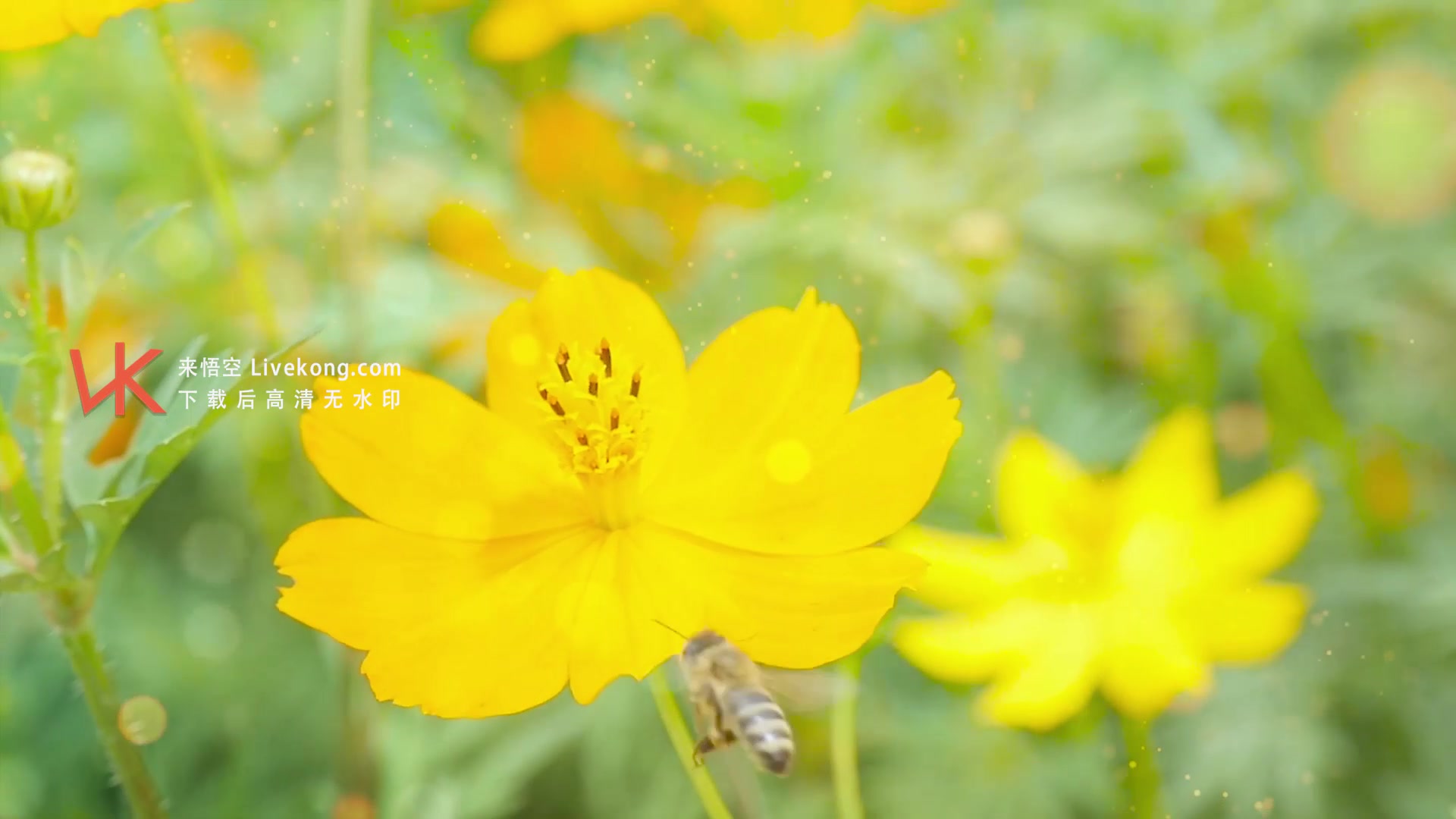 歌曲春天的芭蕾led视频背景哔哩哔哩bilibili