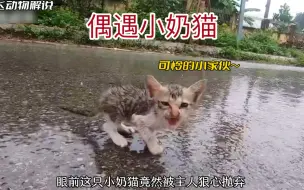 Download Video: 小奶猫被主人狠心丢弃在路边，它该何去何从呢？看到最后我哭了！