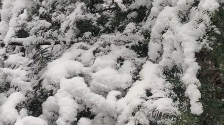 [图]唯有雪花知我意，以把相思写满天。白头并非雪可替，相遇已是上上签＃你那里下雪了吗