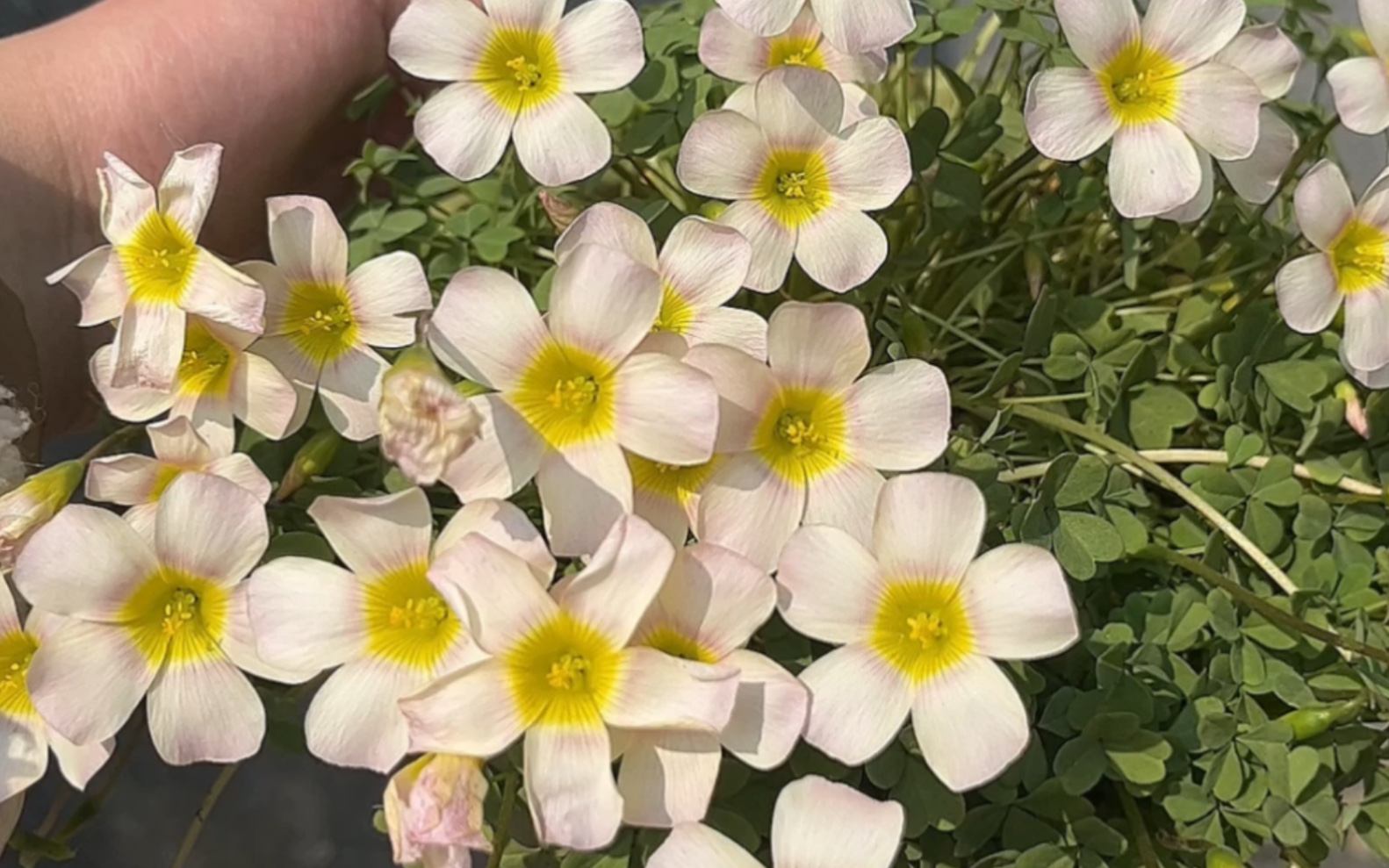 ob酢酢浆草锂辉石