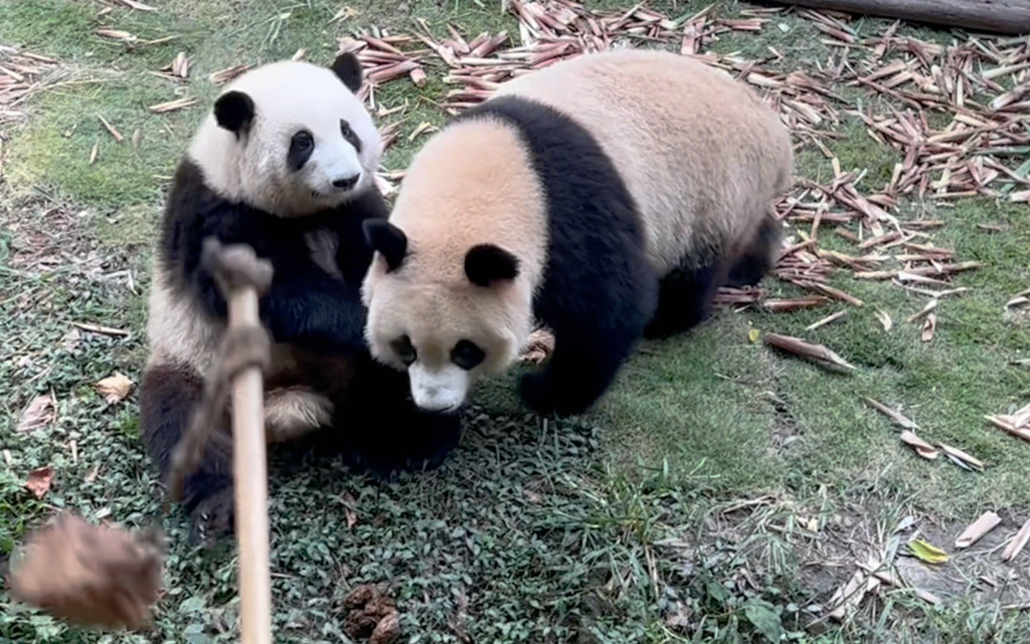 花花的空气绵绵 掌(大熊猫和花润玥)