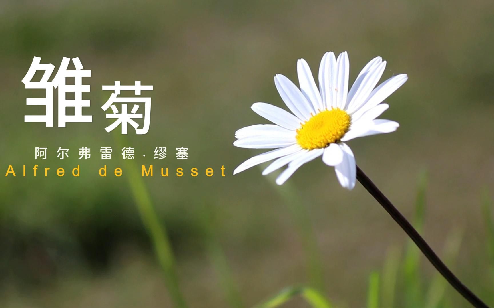 邂逅最美现代诗 雏菊 阿尔弗雷德 缪塞