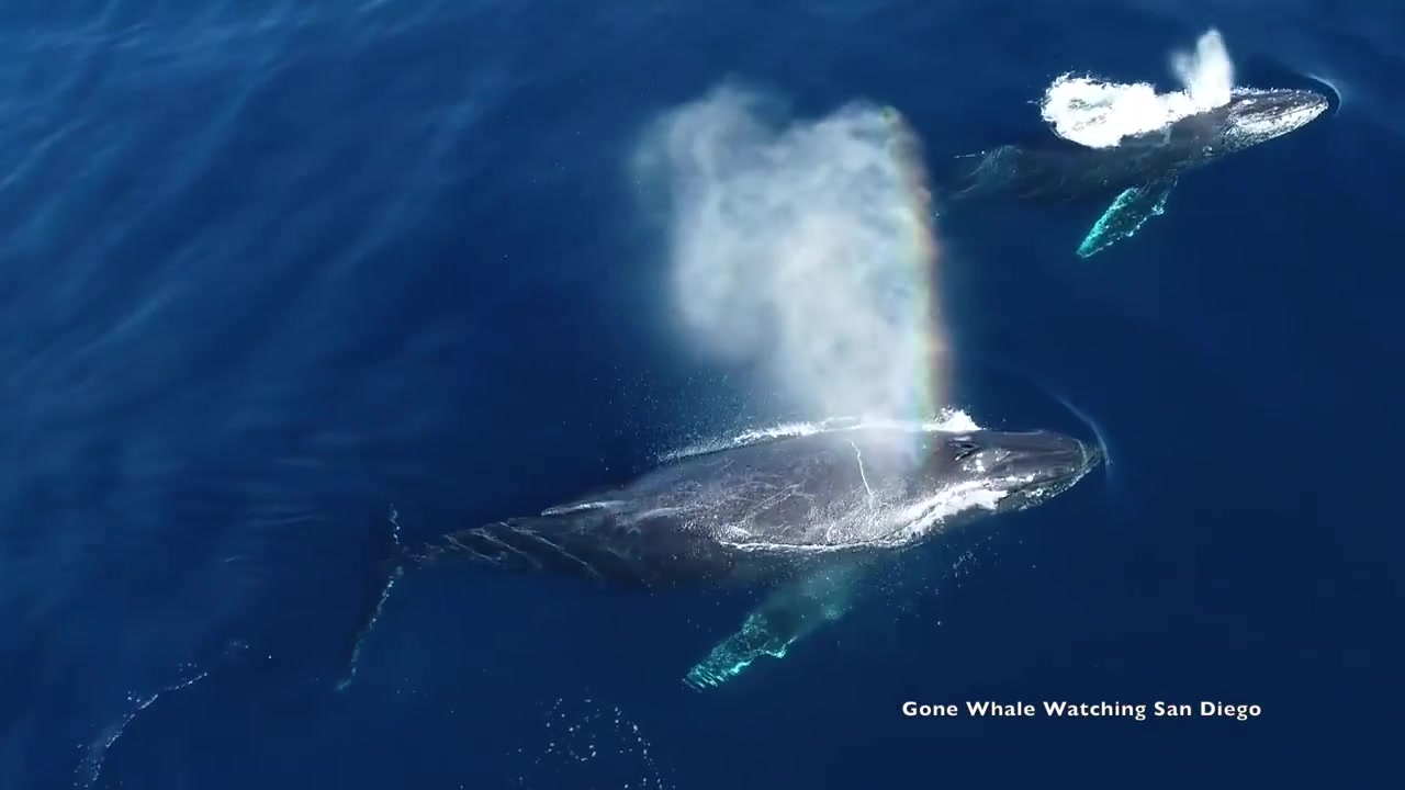 唯美数只座头鲸游到海面上换气喷出数道彩虹的珍贵画面