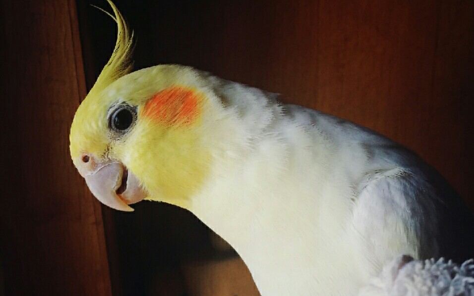 【玄凤鹦鹉】日常撸鸡 小老弟还满意不