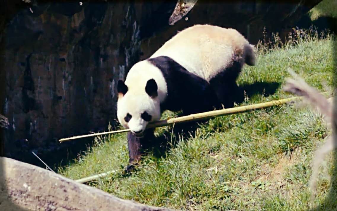 【大熊猫】欢欢 i 蓬蓬脸小姐姐 i 皮皮竹,我们走