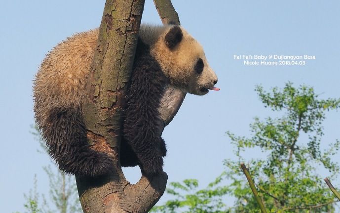 [图]20180427《大熊猫妃妃仔》吃饱了，就费，幸好妃妃是个温柔的麻麻。