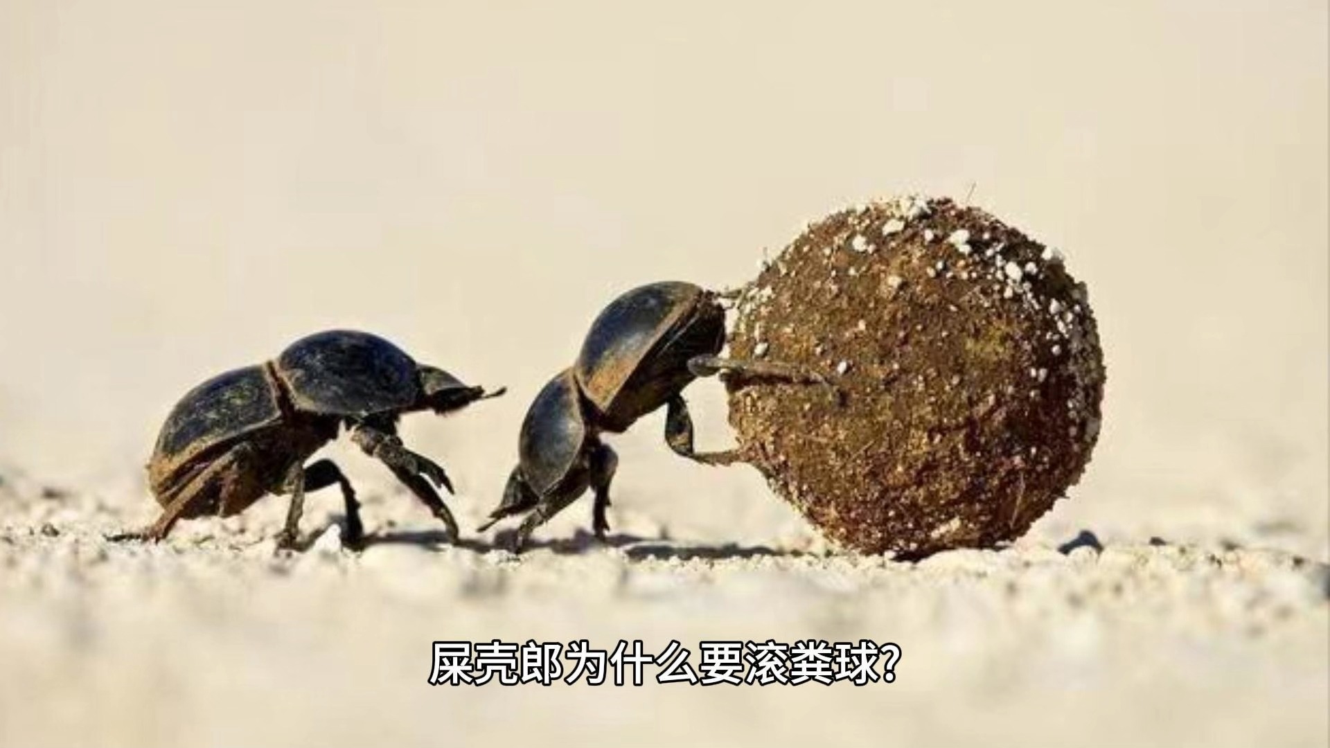 屎壳郎为什么要滚粪球?