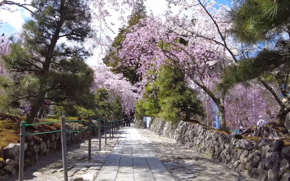 【4K 驹ケ根 光前寺 见事な枝垂れ桜】哔哩哔哩bilibili