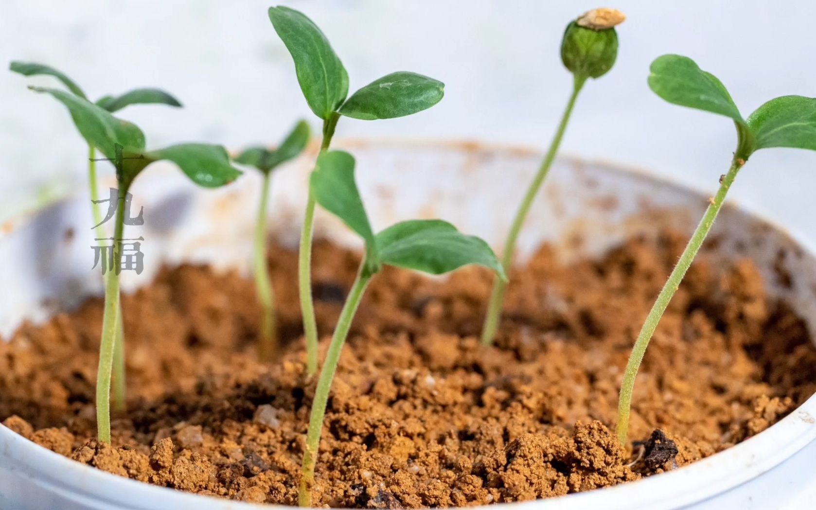 黑皮冬瓜育苗移栽