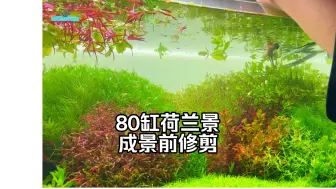 Tải video: 80缸荷兰景成景前修剪