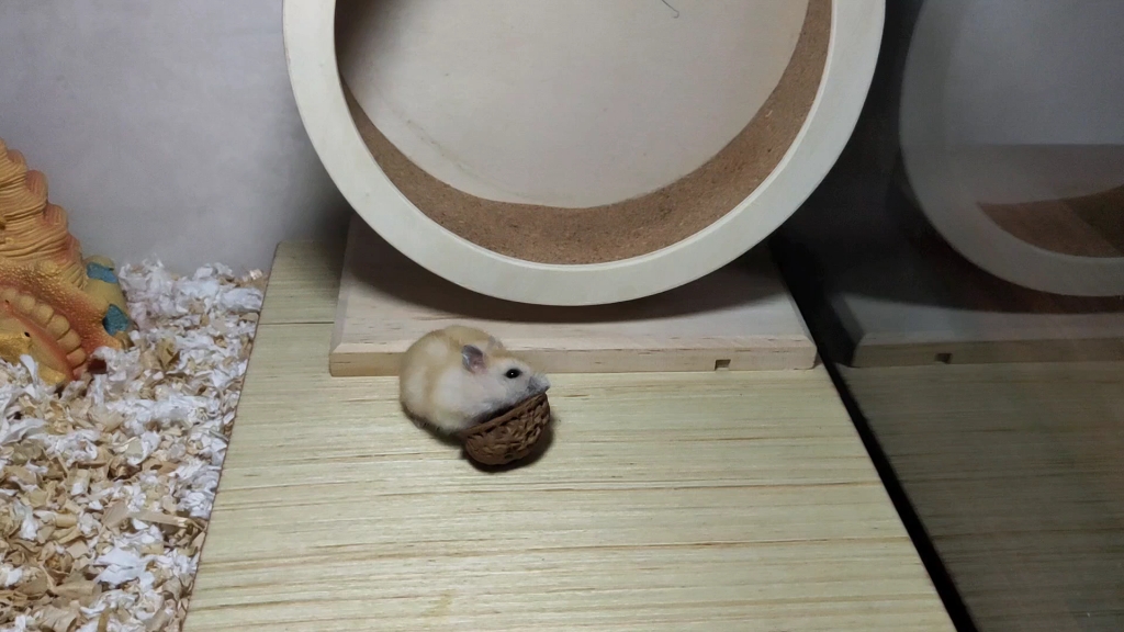 仓鼠果果啃核桃