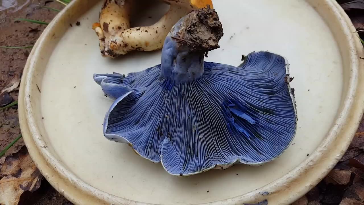 靛蓝乳菇 lactarius indigo 分布于云南,湖南等地.可食用.