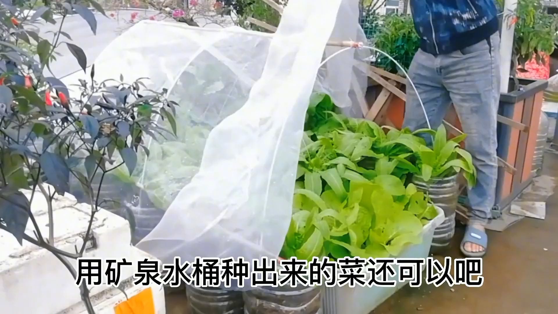 矿泉水桶种菜图片