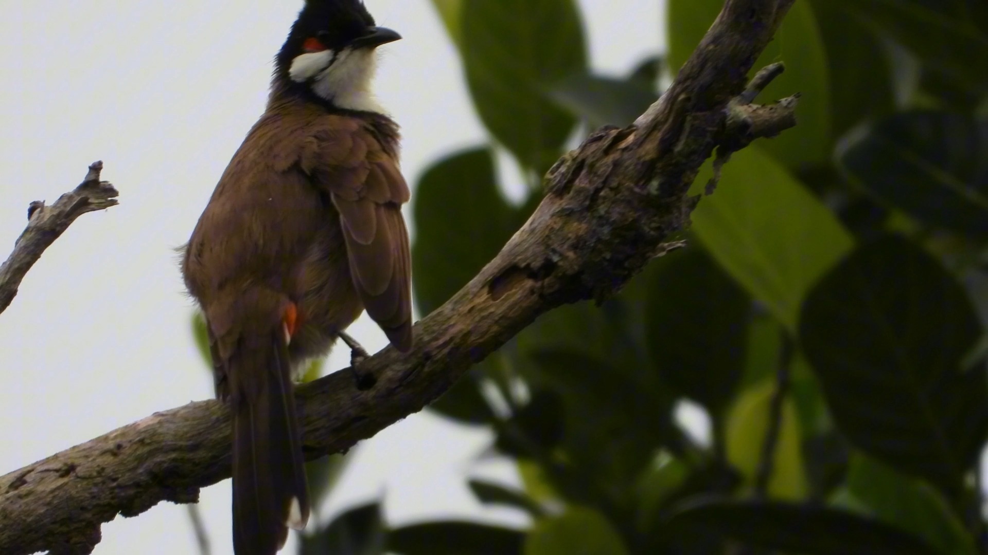 红耳鹎实在是太可爱了 尼康p1000拍鸟