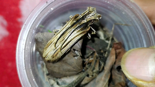 一只石梓蓑天牛,产地桂林