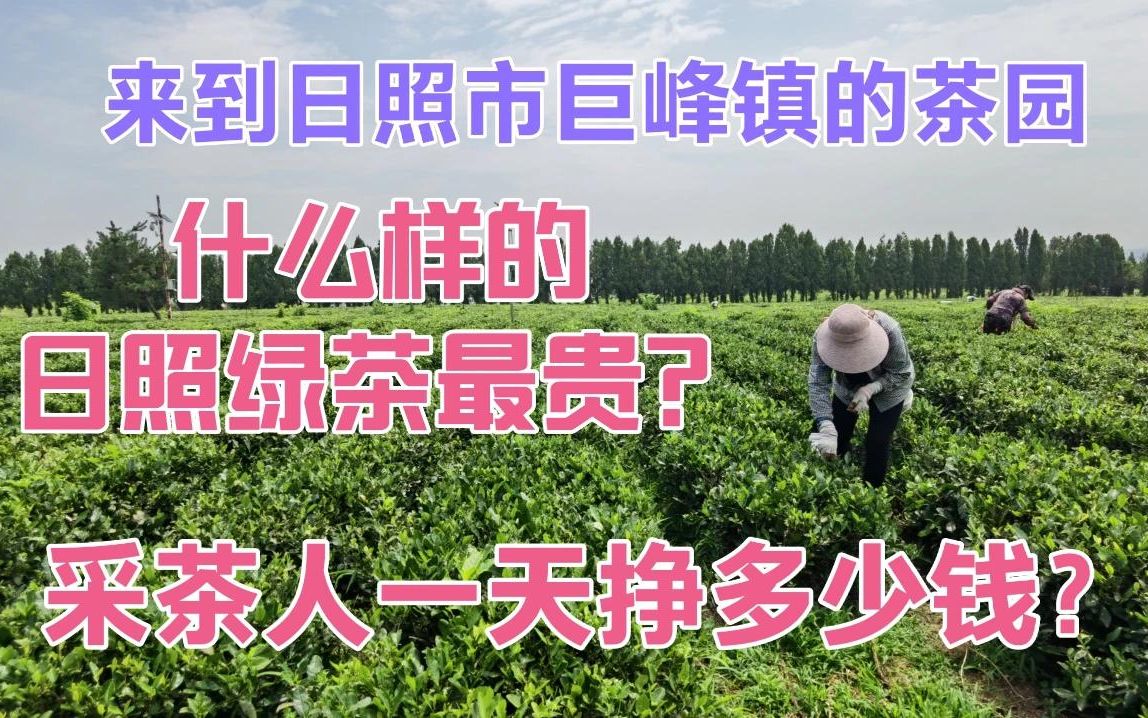 日照绿茶夏茶1000多一斤,春茶更贵!采茶人一个月能赚6000.哔哩哔哩bilibili