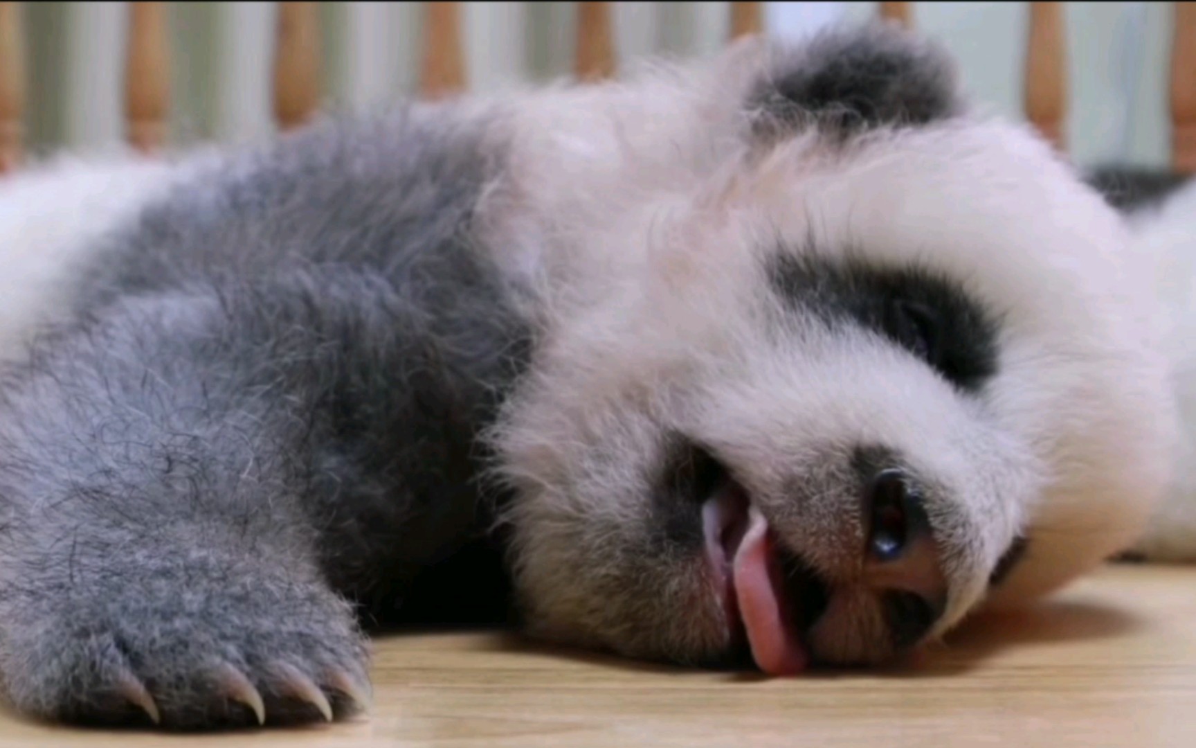 大熊猫绩笑.憨憨名场面怀旧,跟着感觉走