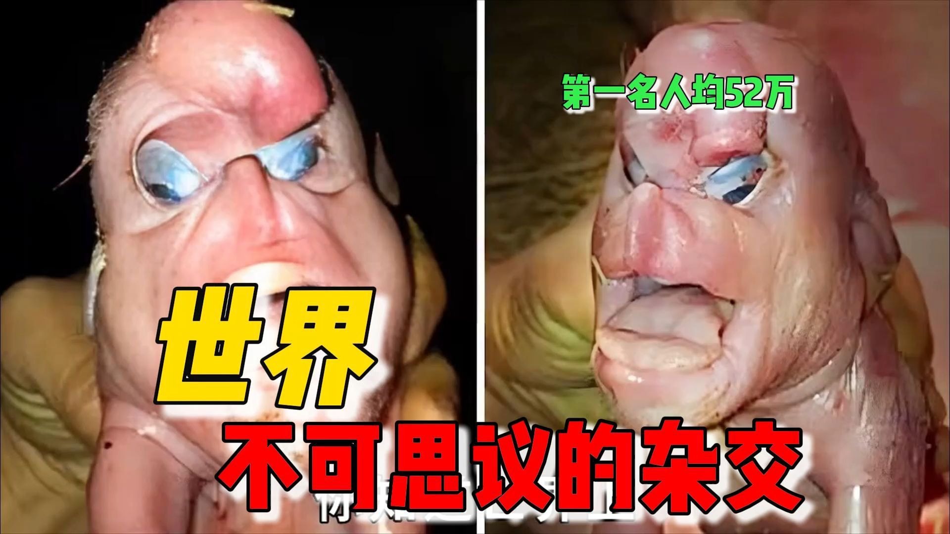 世界最可怕的10个动物