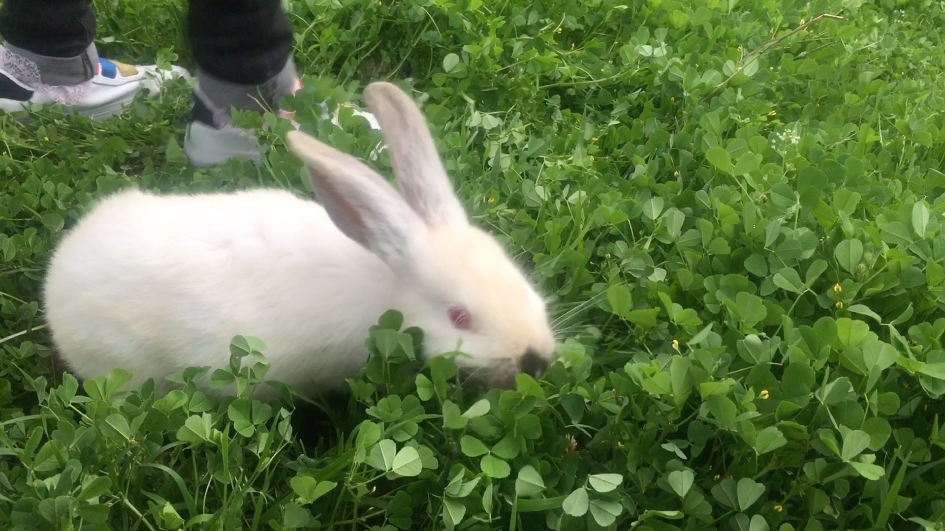 在野草地吃草的兔子黑白