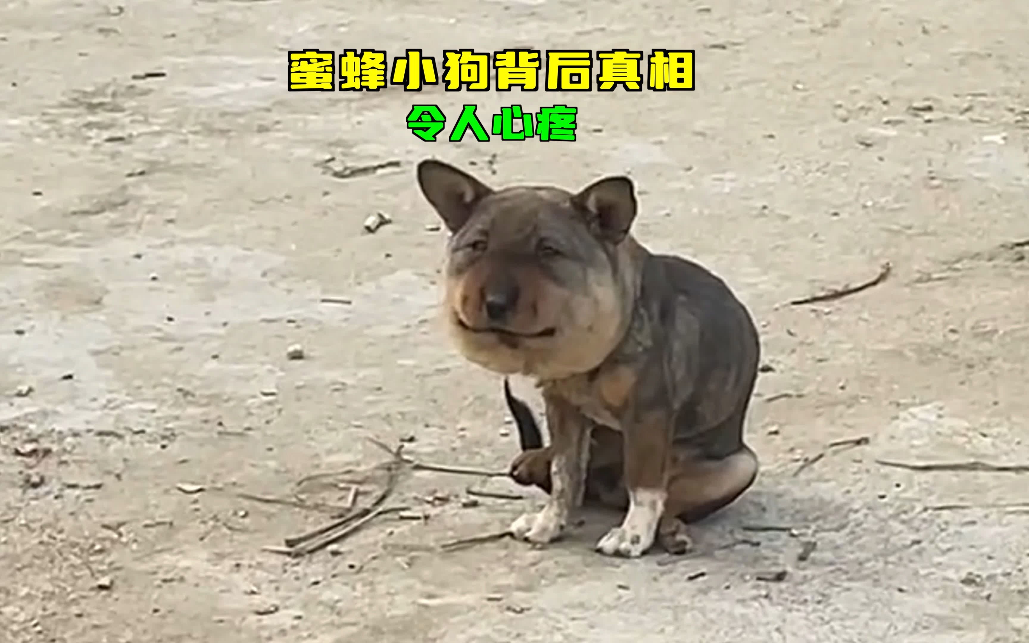 深扒蜜蜂小狗真相,志愿者百里救援,肿脸背后是无法自救