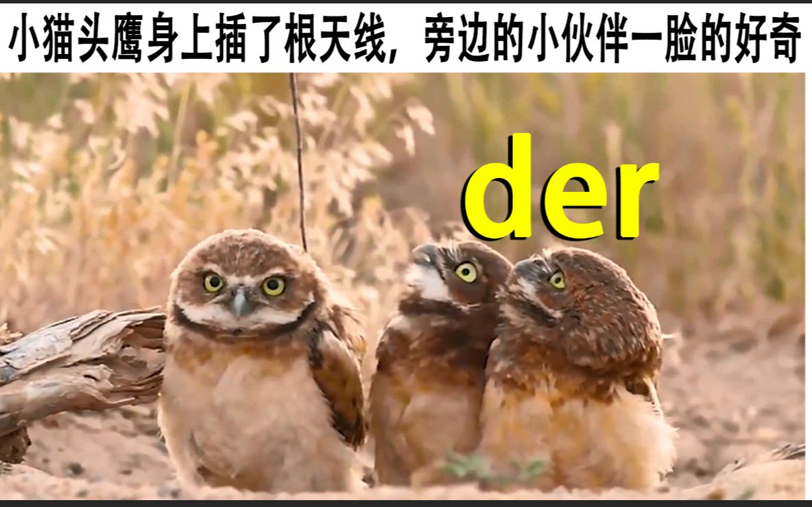 动物配音猫头鹰身上插了一根天线竟然是为了联系喵星人