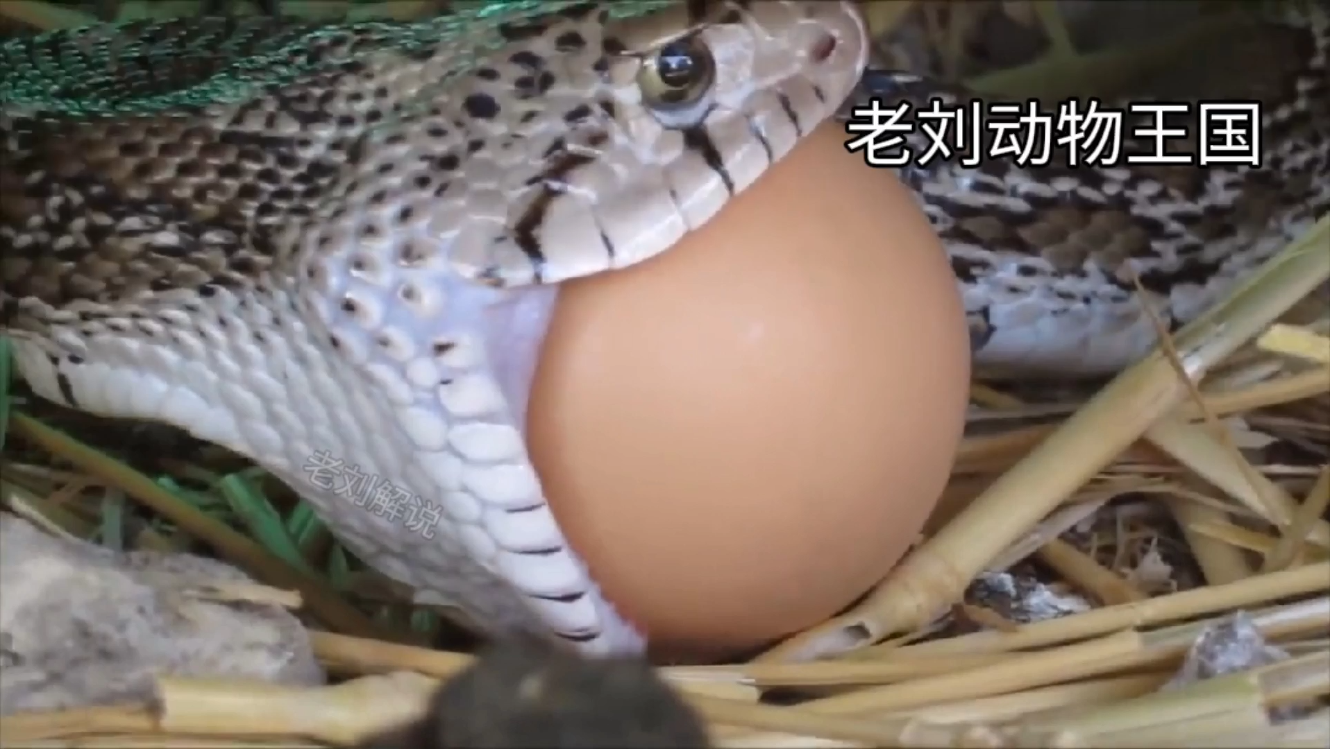 活动作品赖皮蛇偷吃鸡蛋