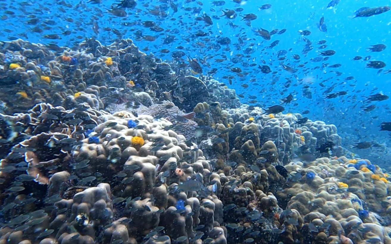 [图]第一次来Koh Tao，第一个视频