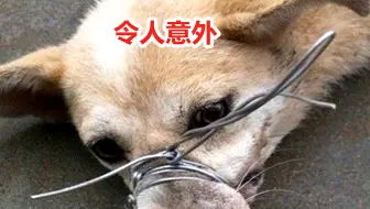 流浪犬基地领养的恶霸犬 突然闯大祸 这脾气见人就咬 哔哩哔哩 Bilibili