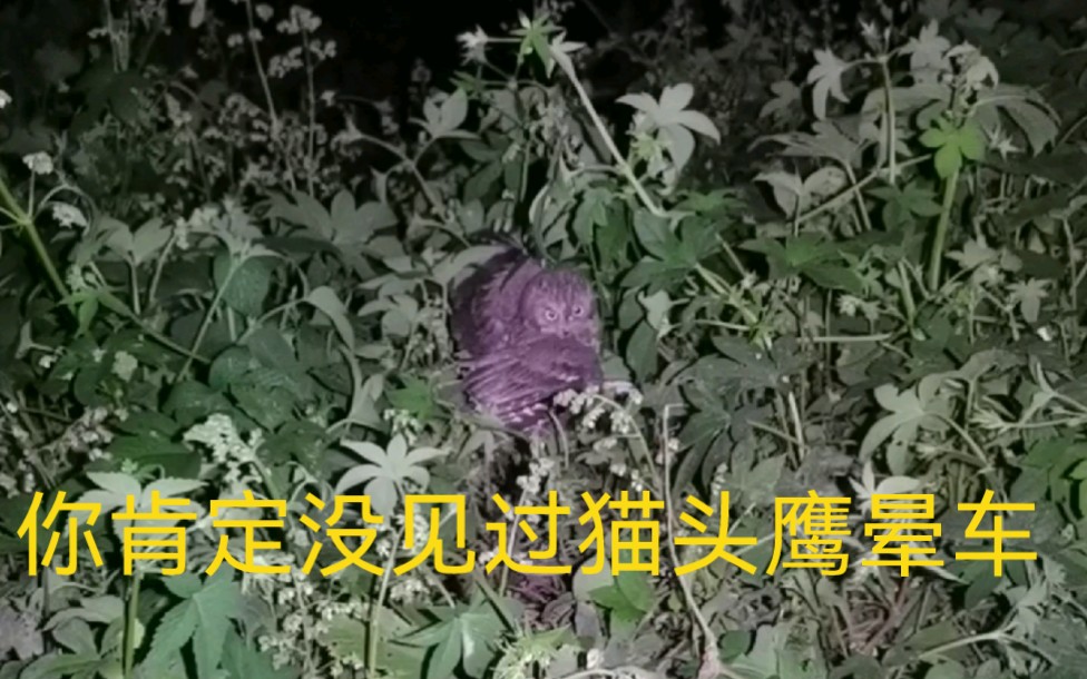 再见了小僵吧崽儿,这就是你要的自由=荒野求生.哔哩哔哩bilibili