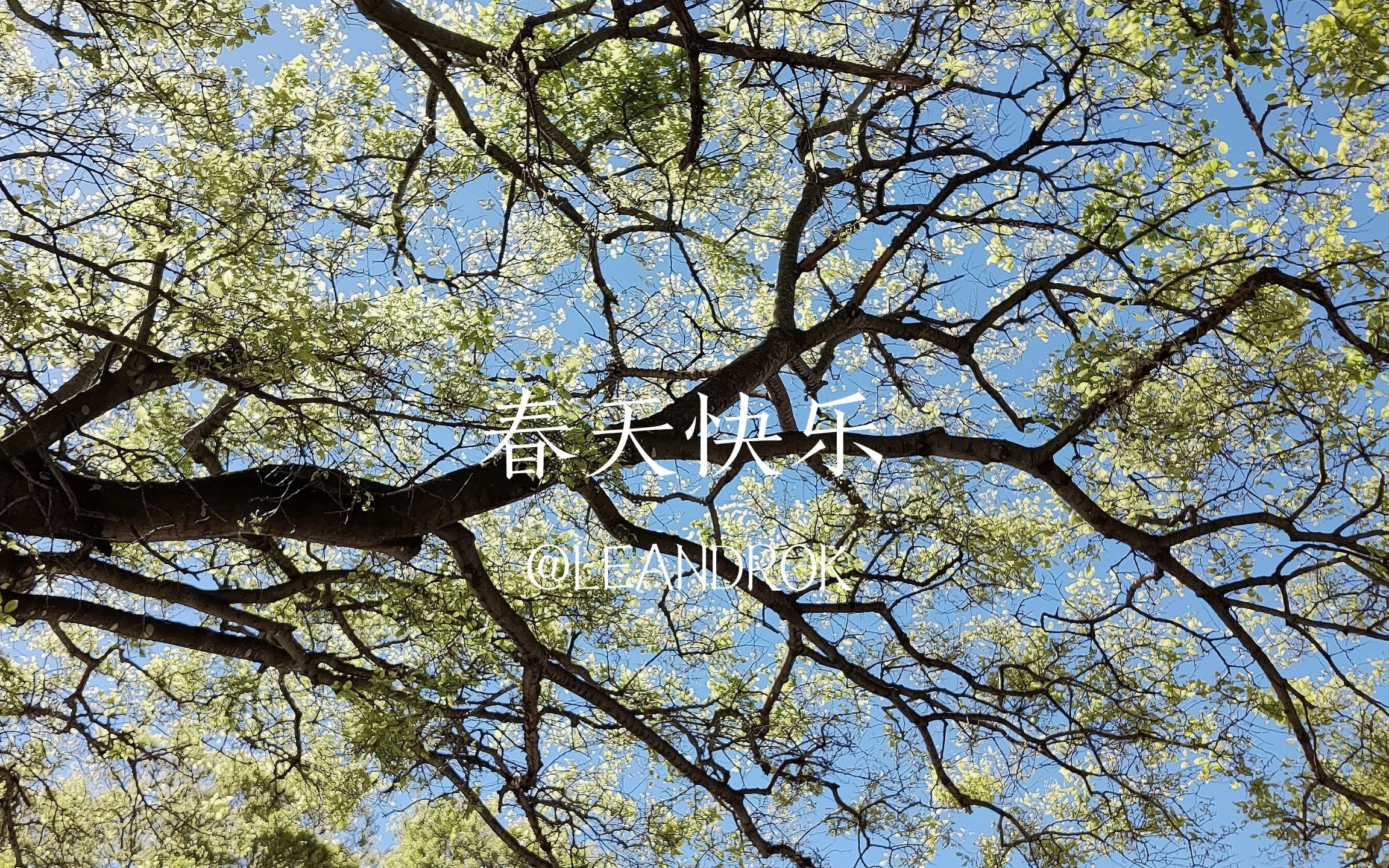 澳洲留学生的闲暇时光(春天快乐!