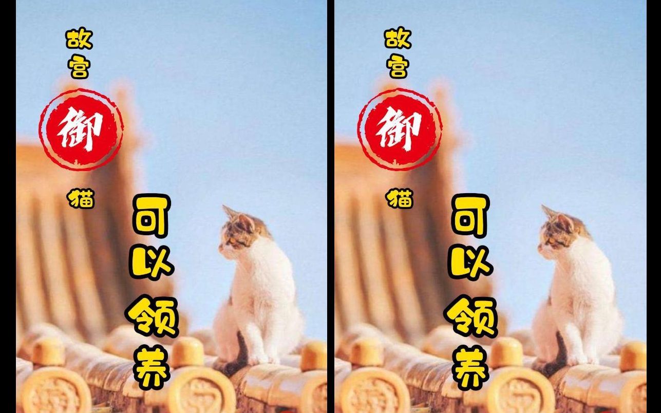 故宫御猫竟然能领养!可惜我没资格……哔哩哔哩bilibili