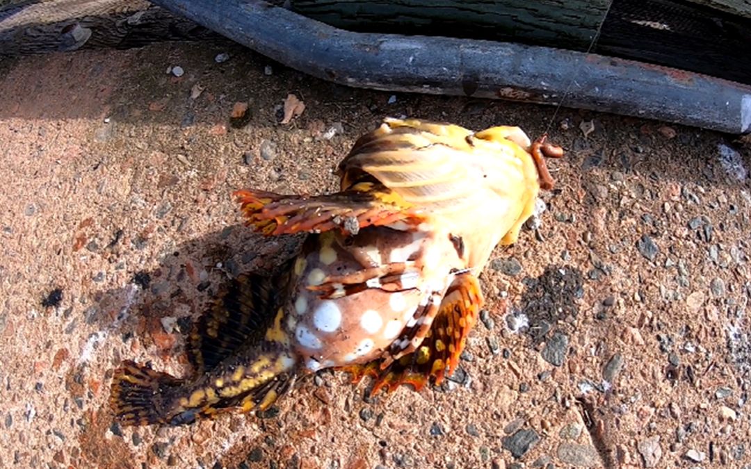 海钓,分解长满寄生虫的杜父鱼