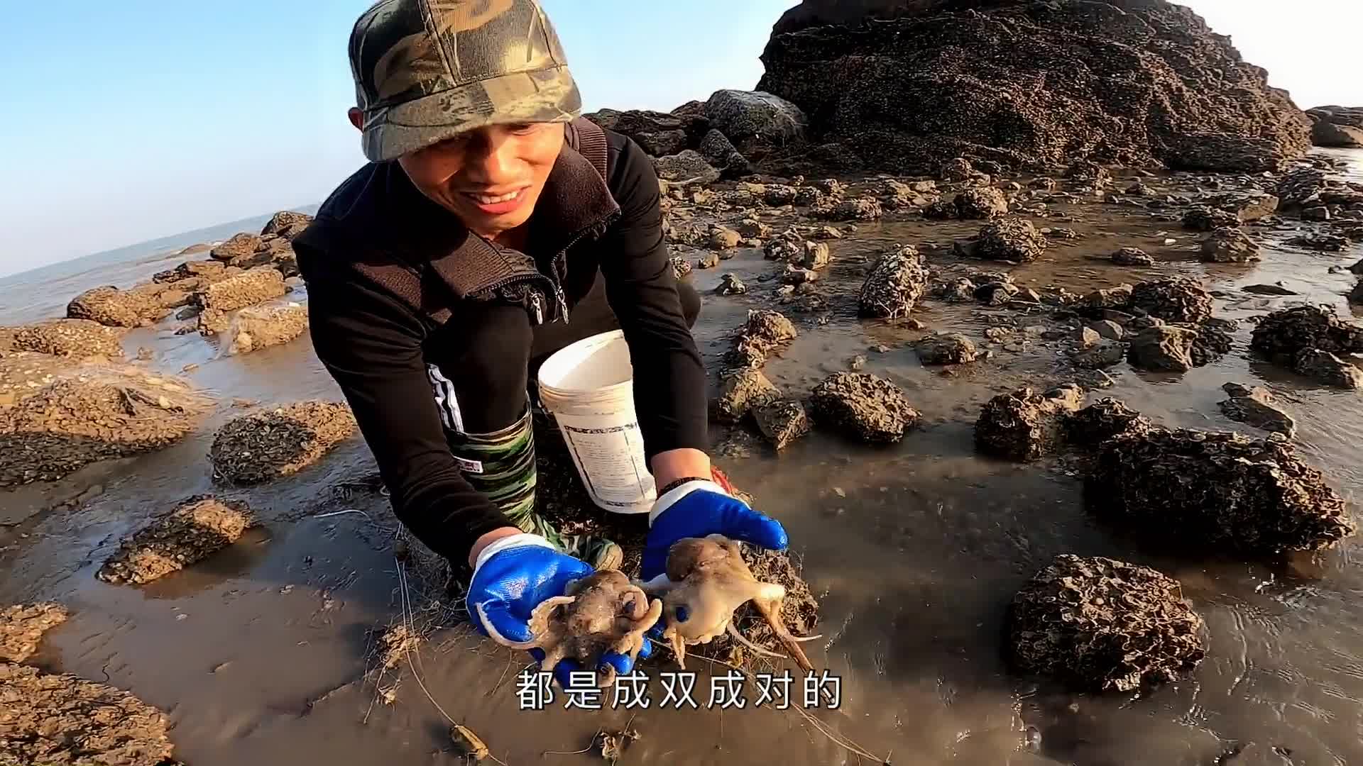 一超赶海几十年第一次抓到正在交配的章鱼,分都分不开好刺激