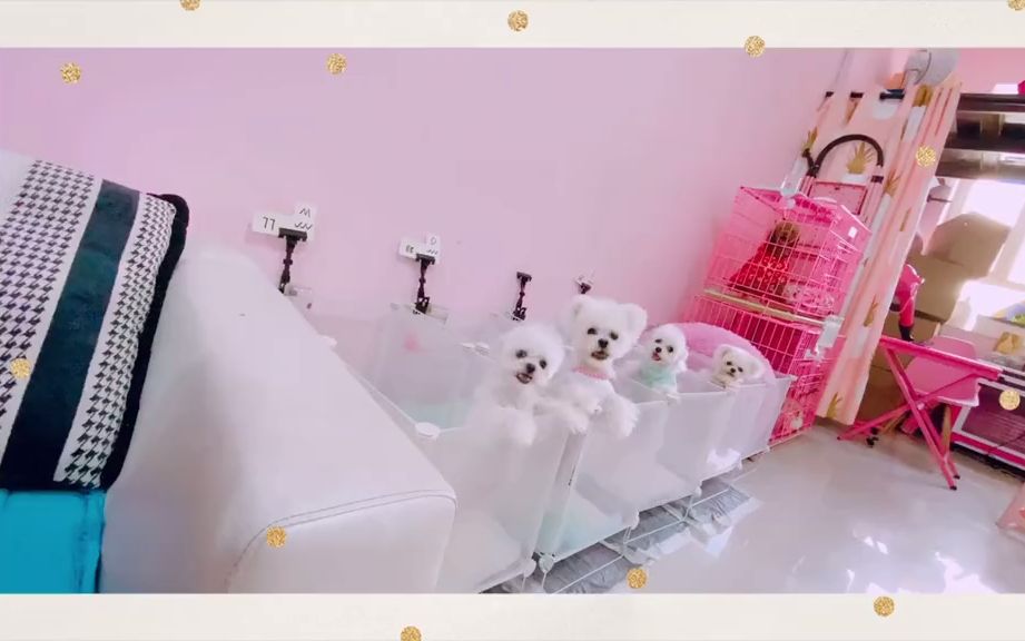 一帮立耳熊宝贝 北京哪里可以买到比熊#家有萌宠