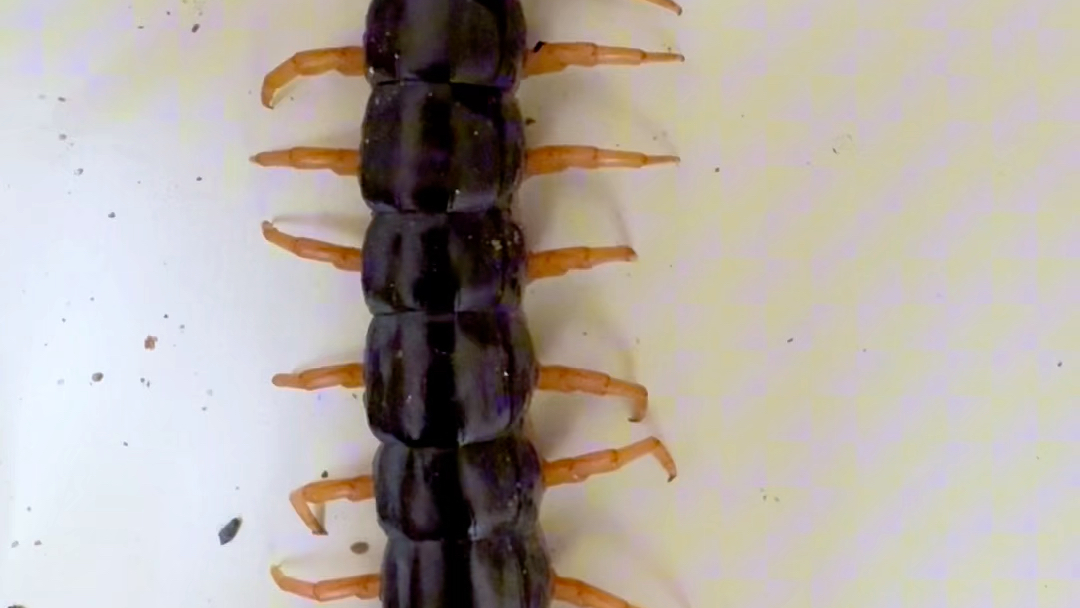 【銀小零】韩国的蜈蚣成精吧 吓尿了都!