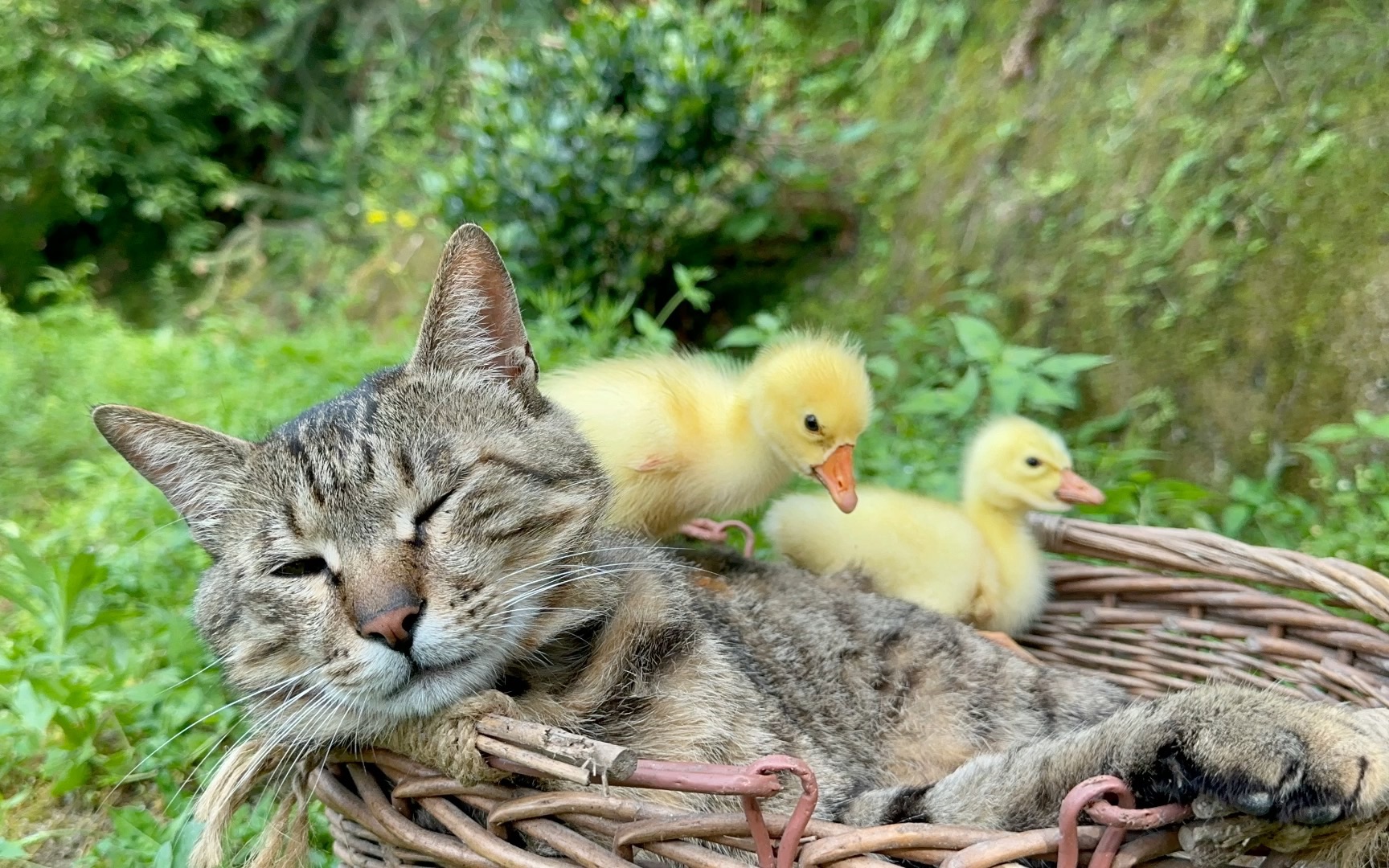 猫咪和小黄鹅的草地之旅