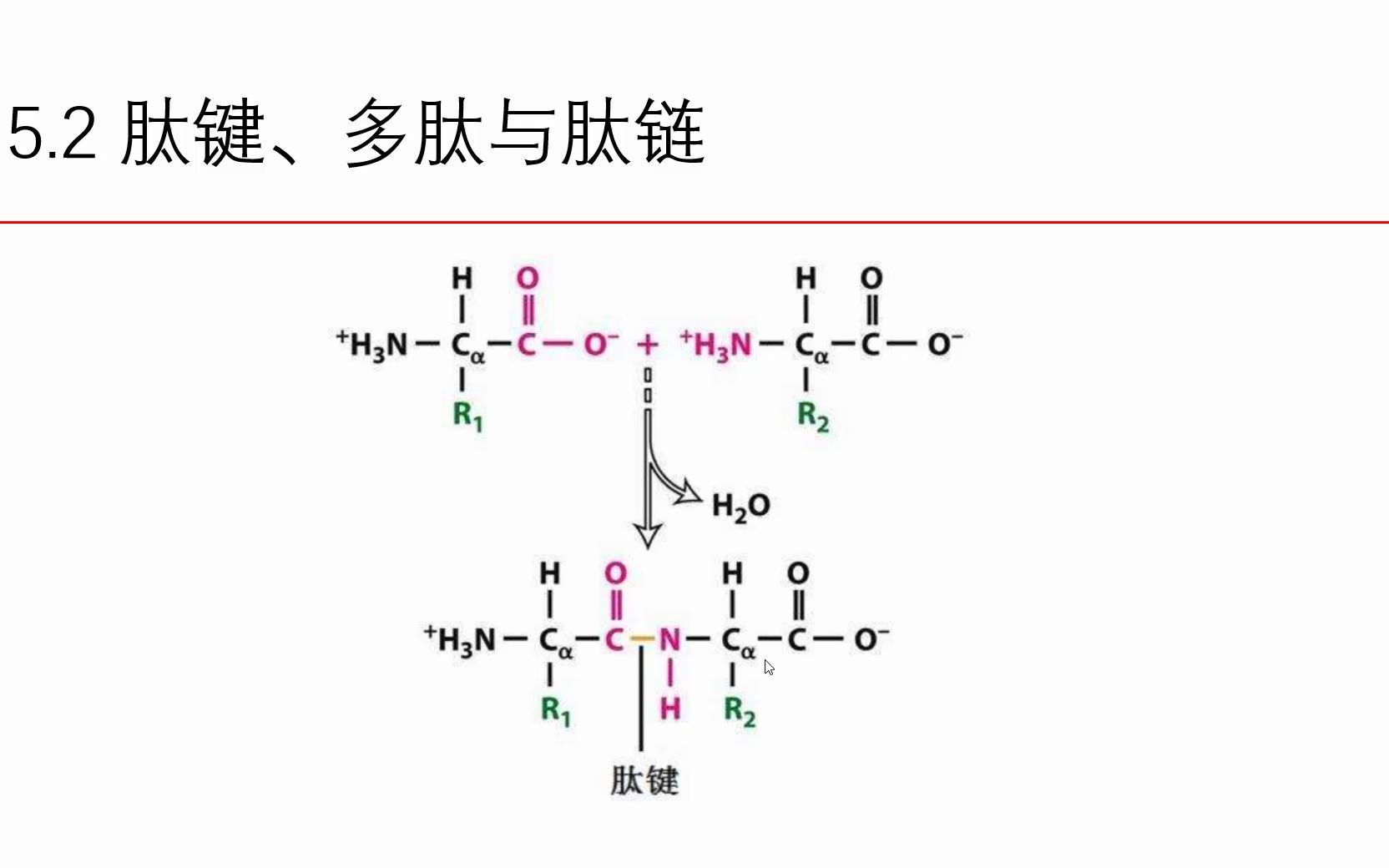 5.2 肽键、多肽与肽链哔哩哔哩bilibili