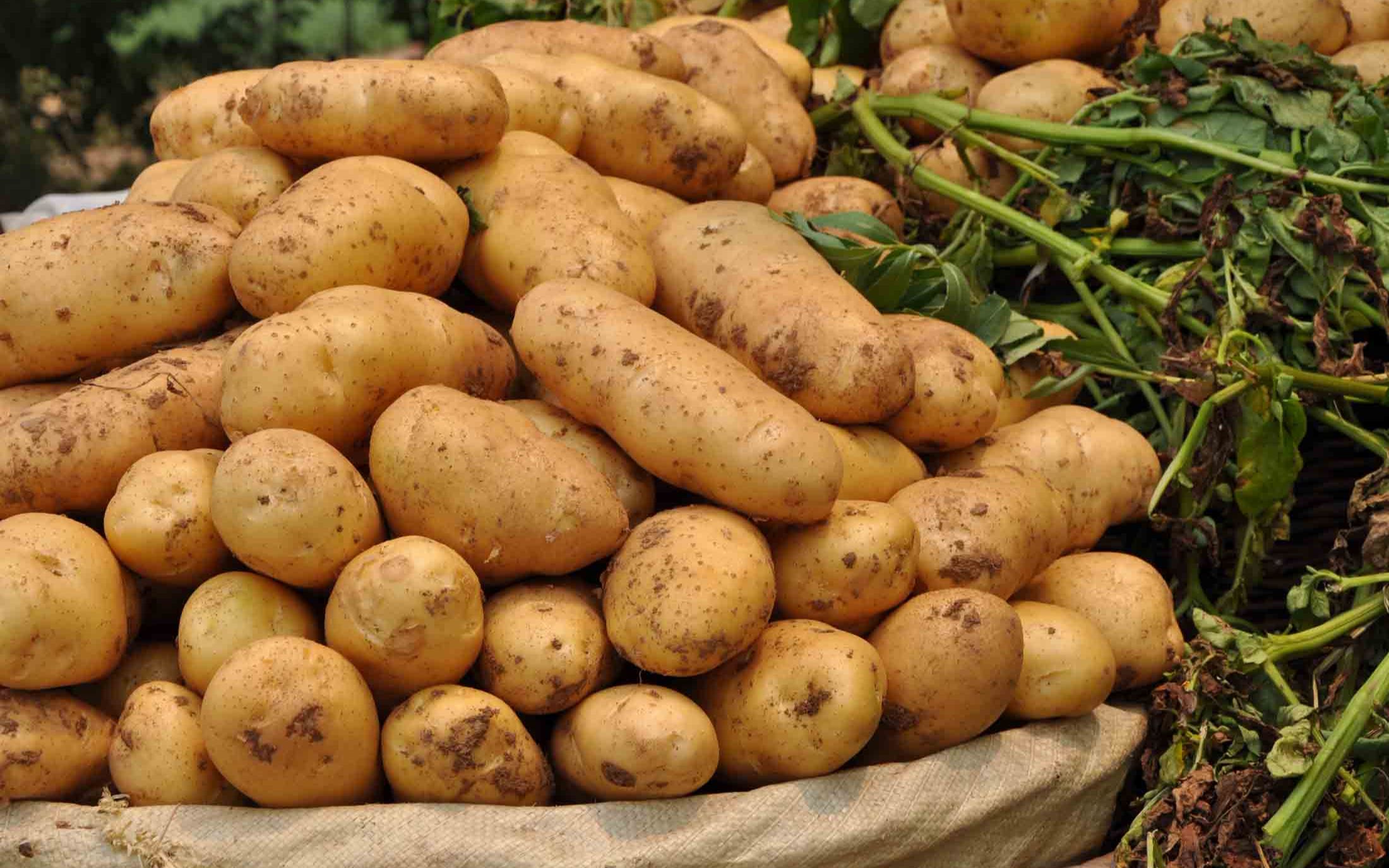 德国:农场主规模化收土豆技术,收获,转运,存储,加工一气呵成_哔哩哔哩