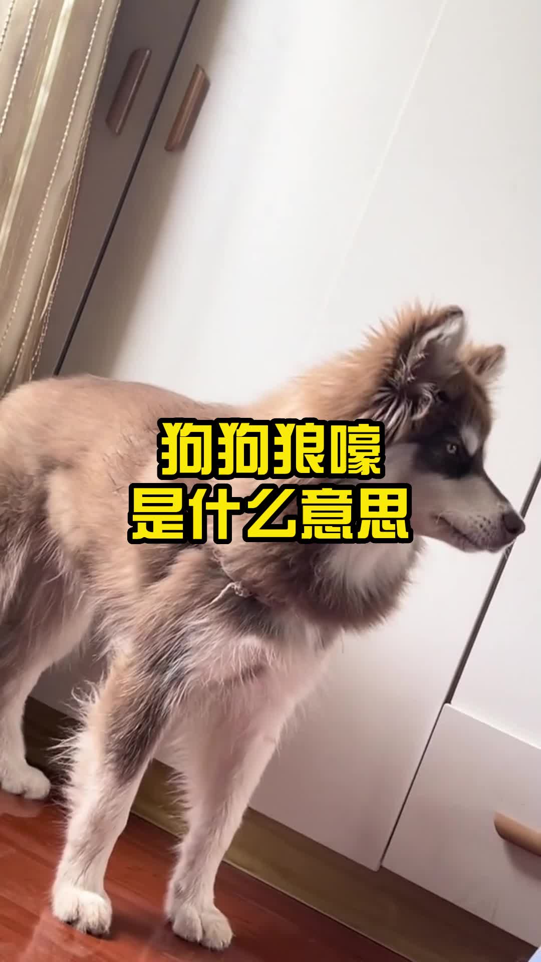 狗狗突然狼嚎是什么意思?哔哩哔哩bilibili